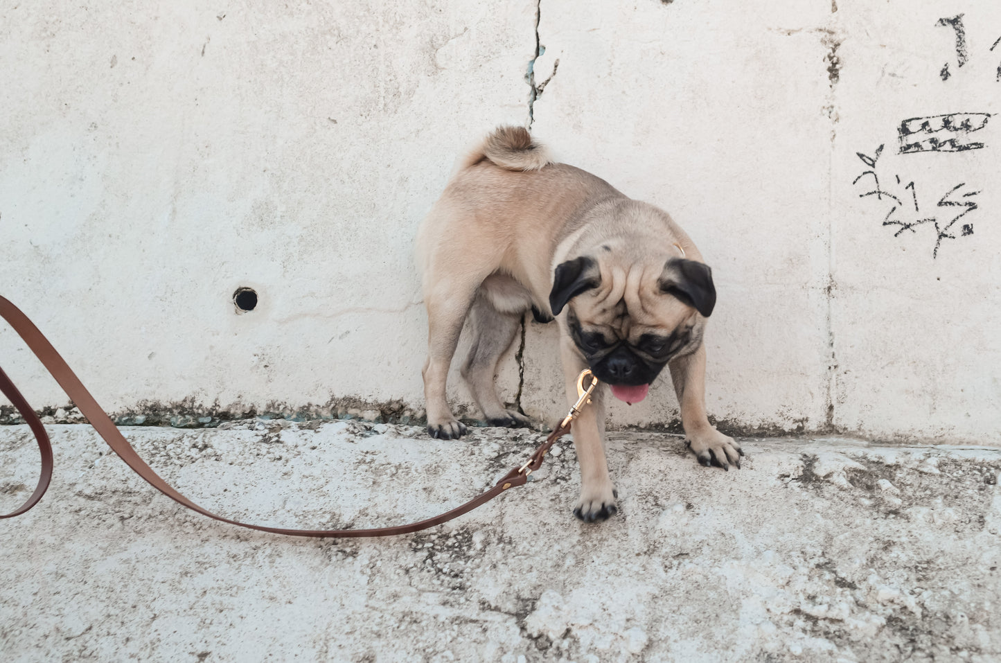 MODİ Gezdirme Kayışı, Taba