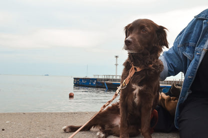 MAGNİ Boyun Tasması, Bej