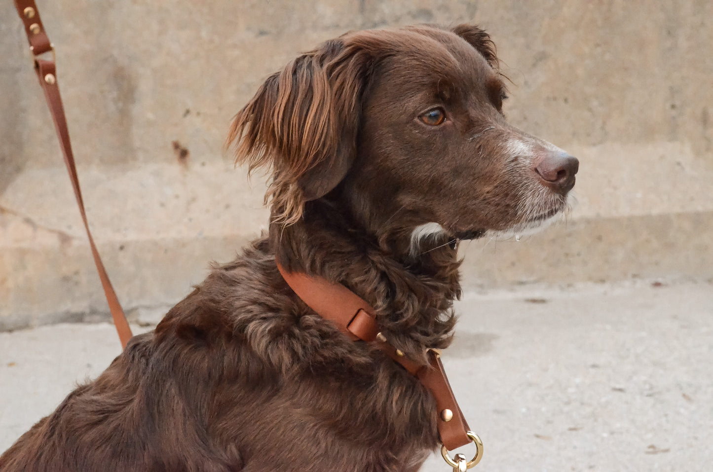 MAGNİ Boyun Tasması, Taba