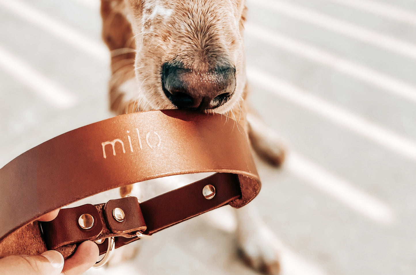 MAGNİ Boyun Tasması, Taba