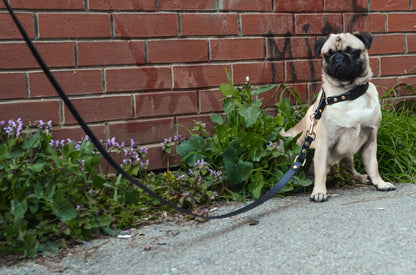 MODİ Gezdirme Kayışı, Siyah